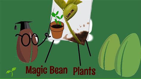 Magic bean message